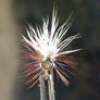 Caddis Elk Hair Olive