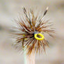 Adams Female Painted
