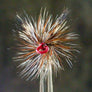 Humpy Red Painted