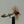Caddis Tent Wing Curled Painted