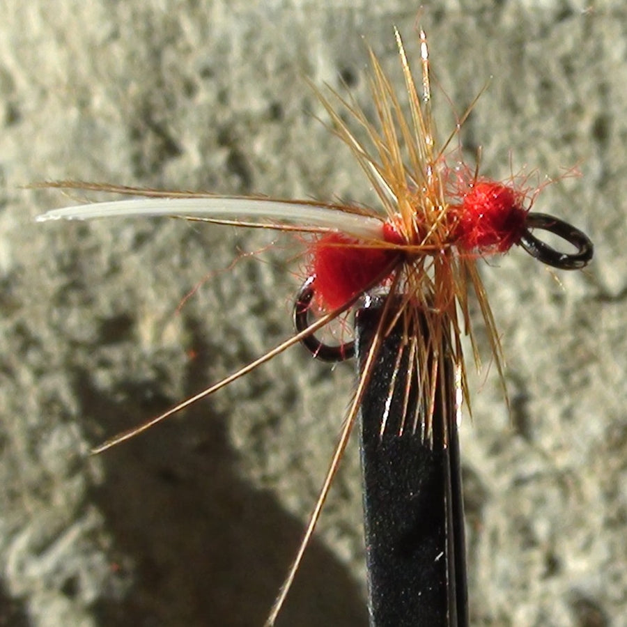 Flying Ant Red